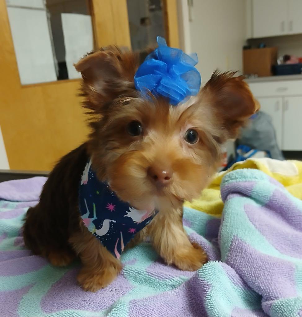 Zoey, Baby Female Silky Terrier