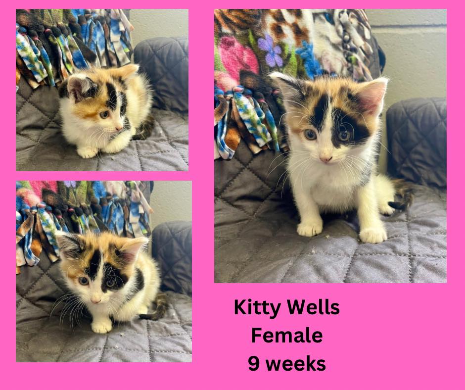 Enlarge Kitty Wells, a Adopted Domestic Short Hair in Cynthiana, KY image 1/1