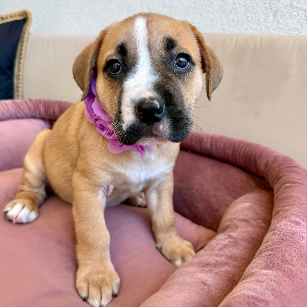 Tootsie Lin, Adoptable, Puppy Female Pit Bull Terrier.