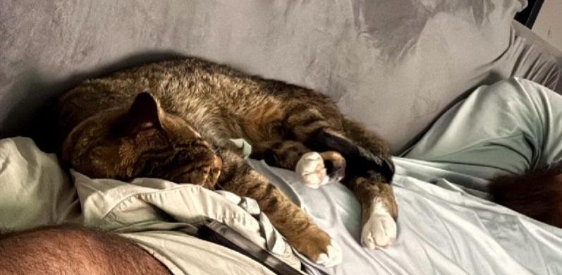 Enlarge BLEU, a Adopted mixed breed in Homewood, AL image 2/4