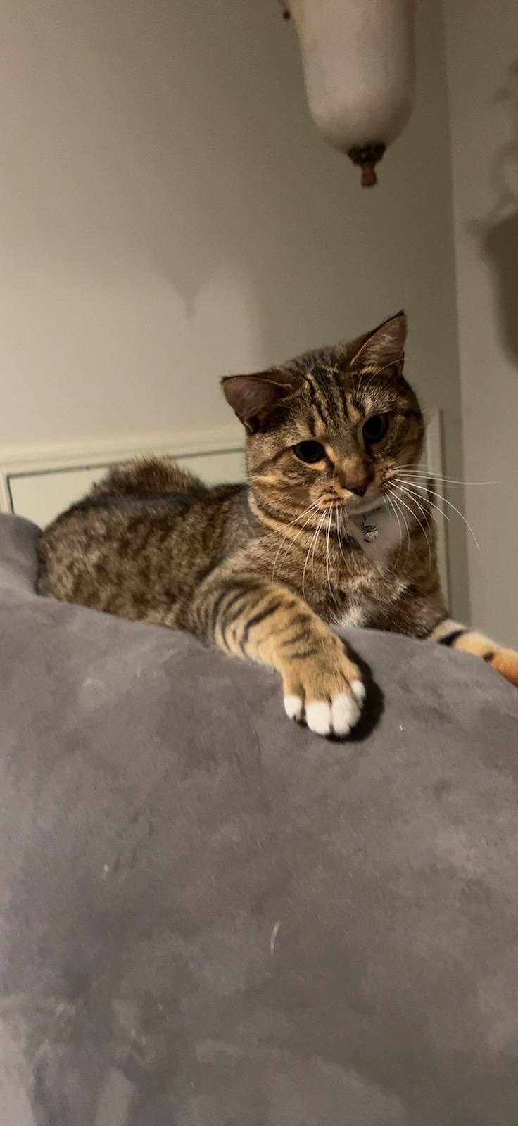 Enlarge BLEU, a Adopted mixed breed in Homewood, AL image 3/4