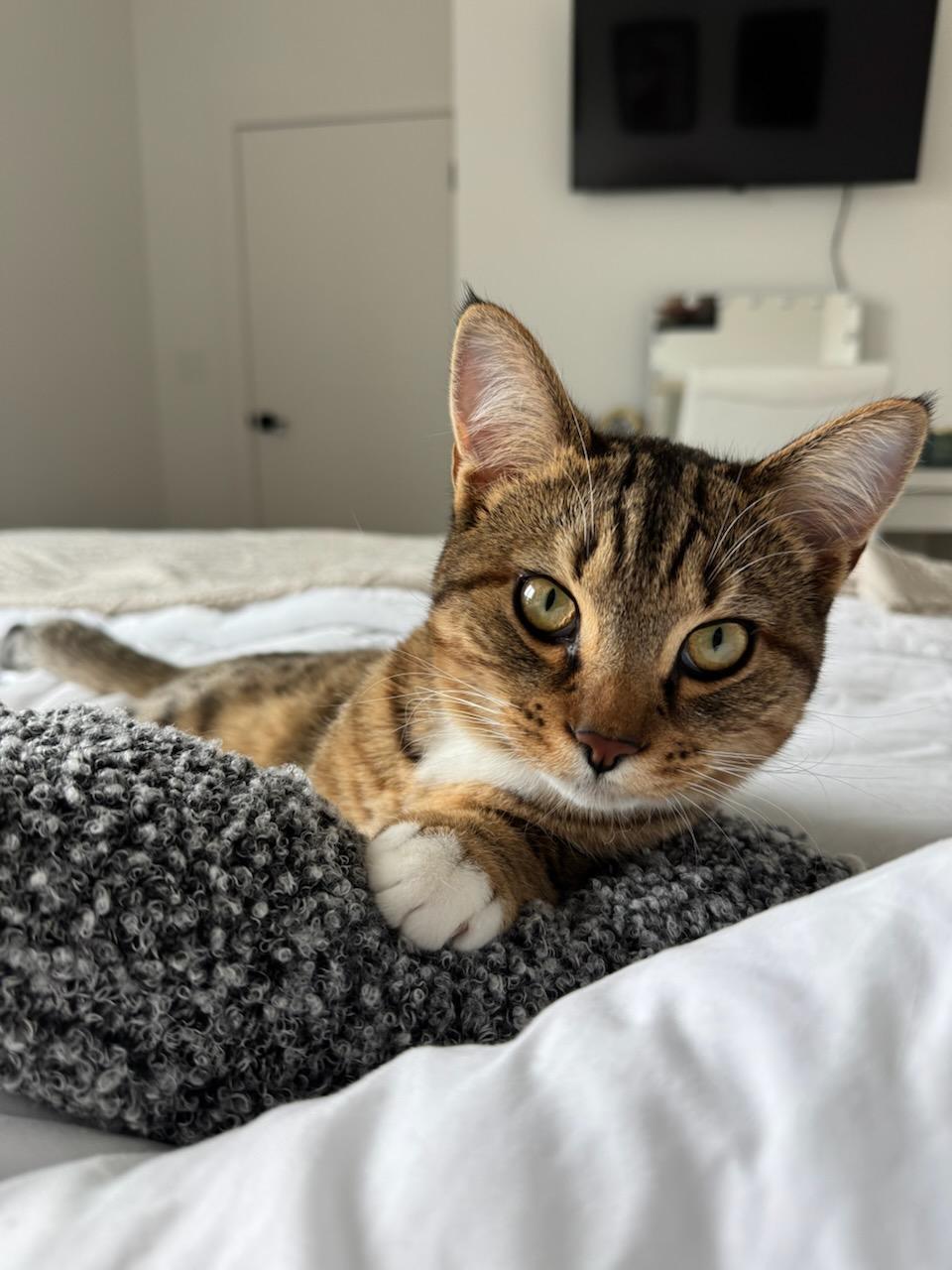 Enlarge BLEU, a Adopted mixed breed in Homewood, AL image 1/4