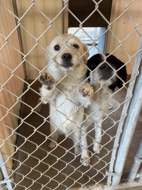 Enlarge Lola- ADOPTION IN PROCESS, a Adoptable mixed breed in Grafton, WI image 1/3