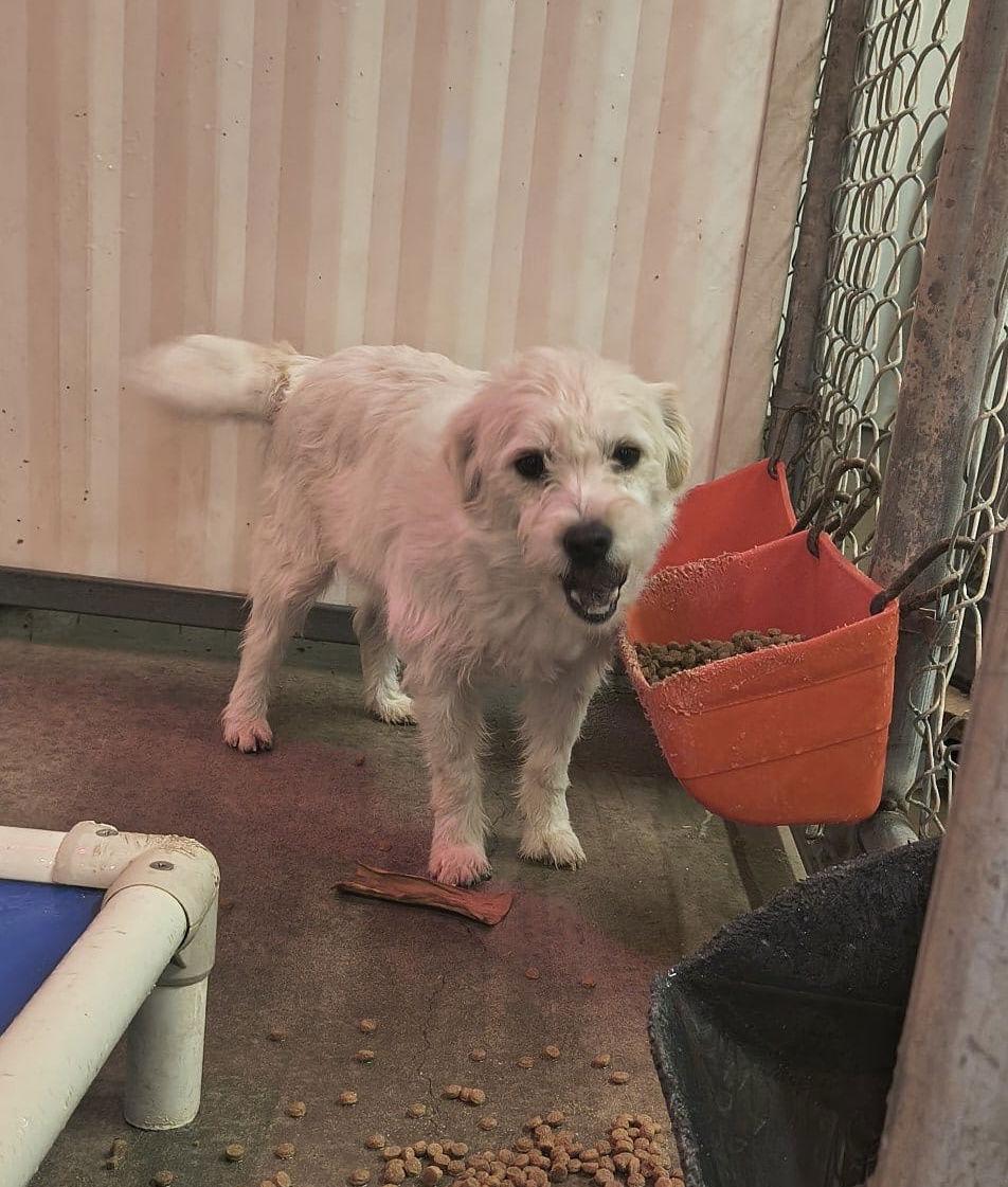 Enlarge Lola- ADOPTION IN PROCESS, a Adoptable mixed breed in Grafton, WI image 2/3