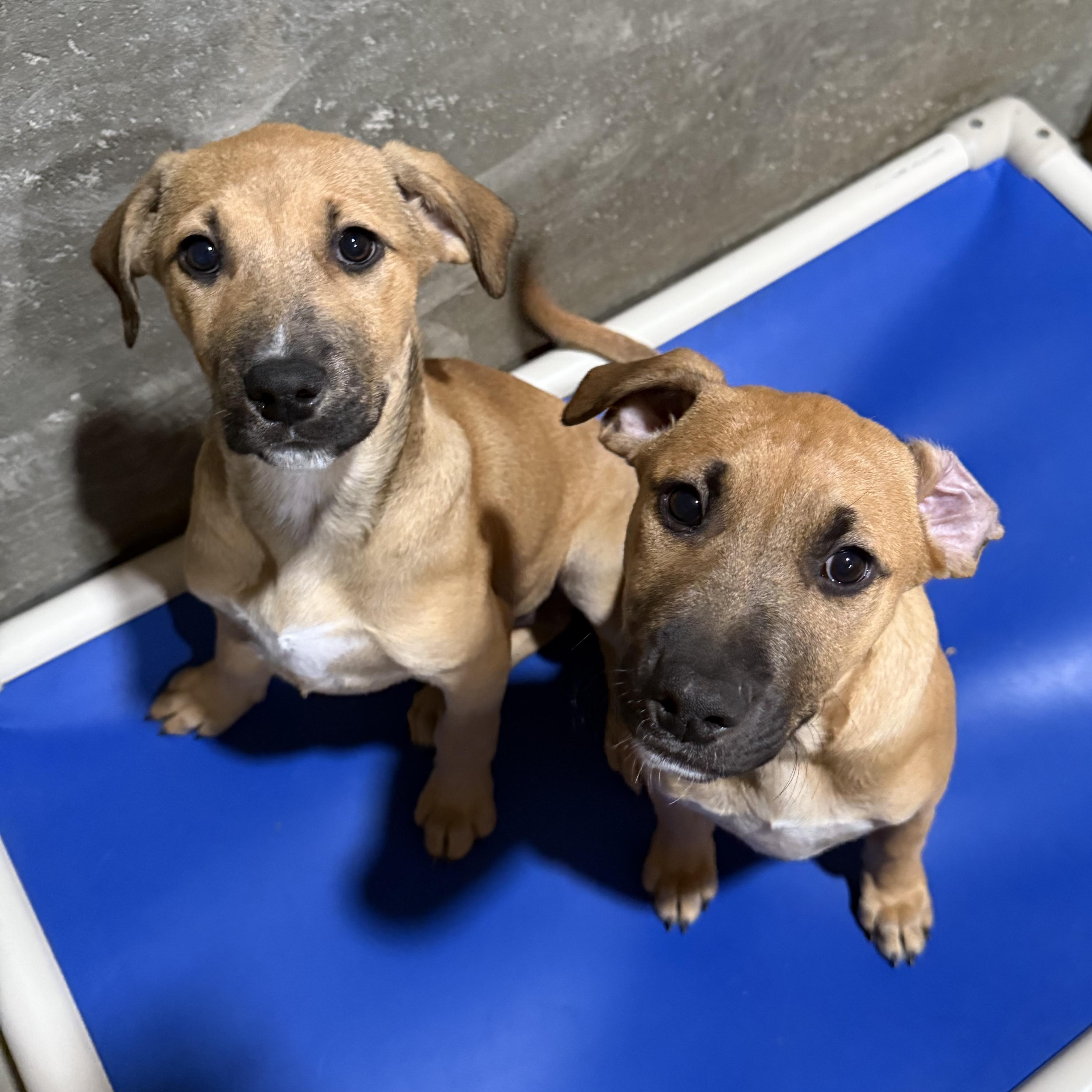 Lavender’s female pups, Adoptable, Puppy Female Mixed Breed.