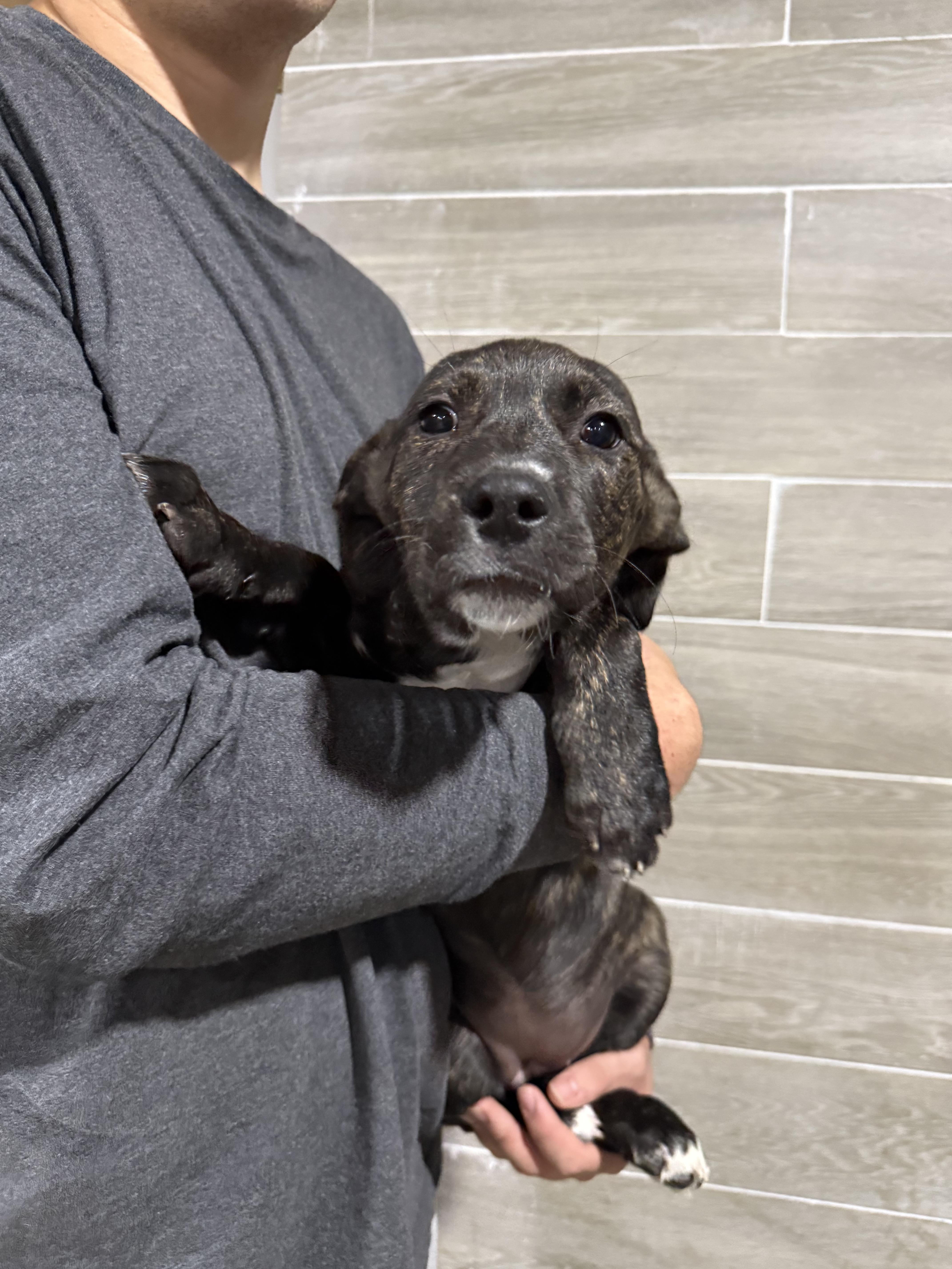 Enlarge Lavender’s female pups, a Adoptable mixed breed in Hiawatha, KS image 2/4