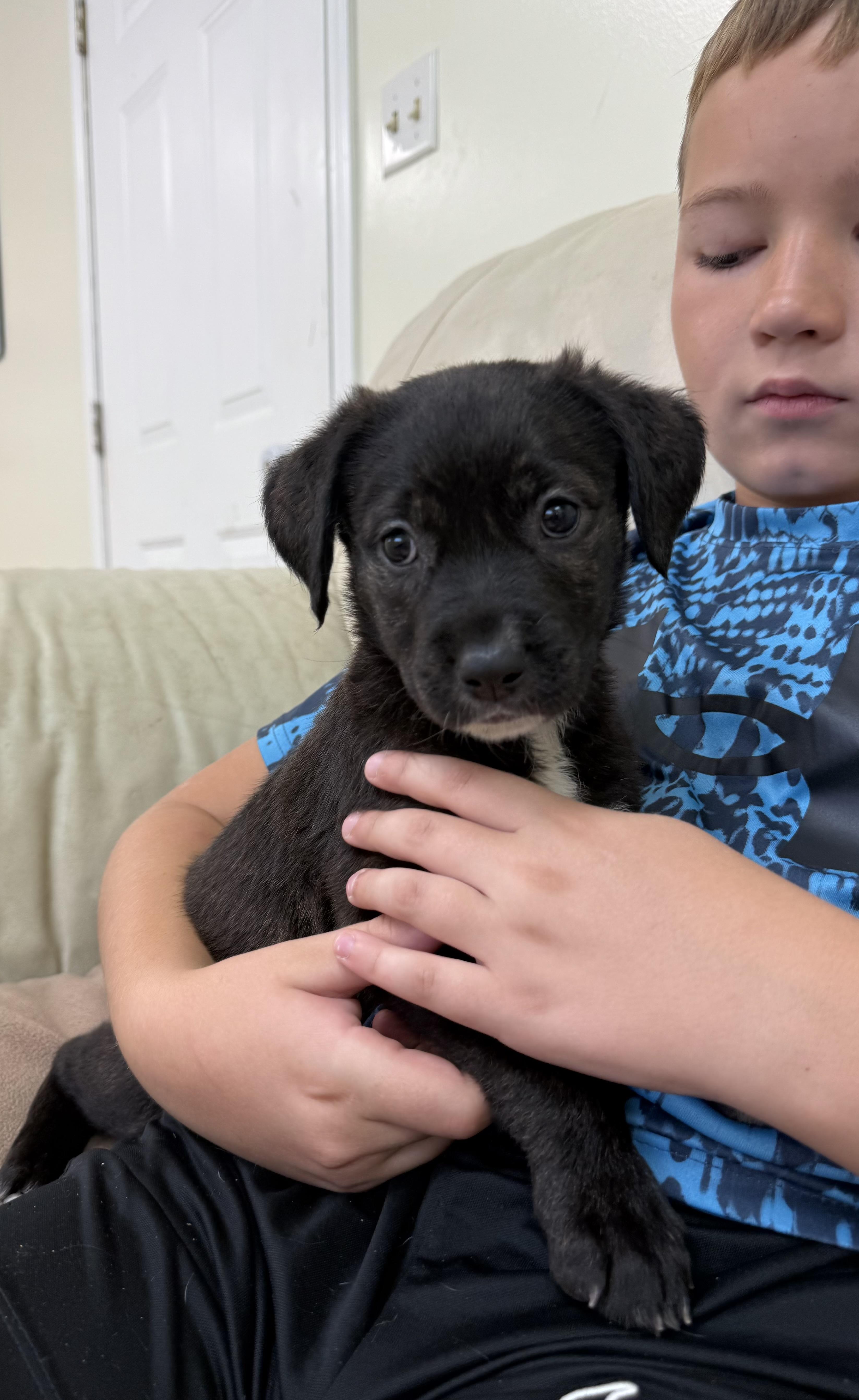 Enlarge Lavender’s female pups, a Adoptable mixed breed in Hiawatha, KS image 4/4