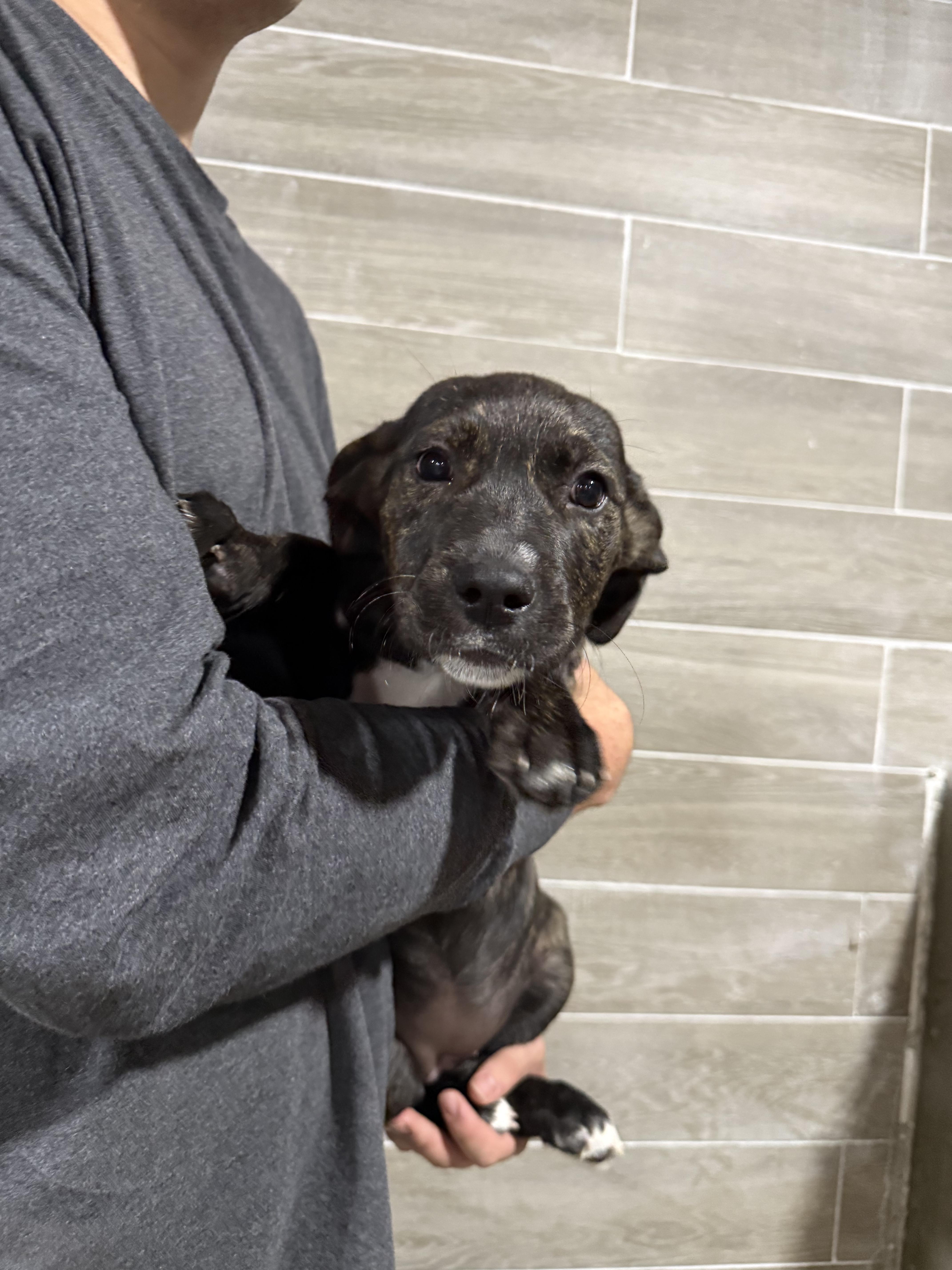 Enlarge Lavender’s female pups, a Adoptable mixed breed in Hiawatha, KS image 3/4