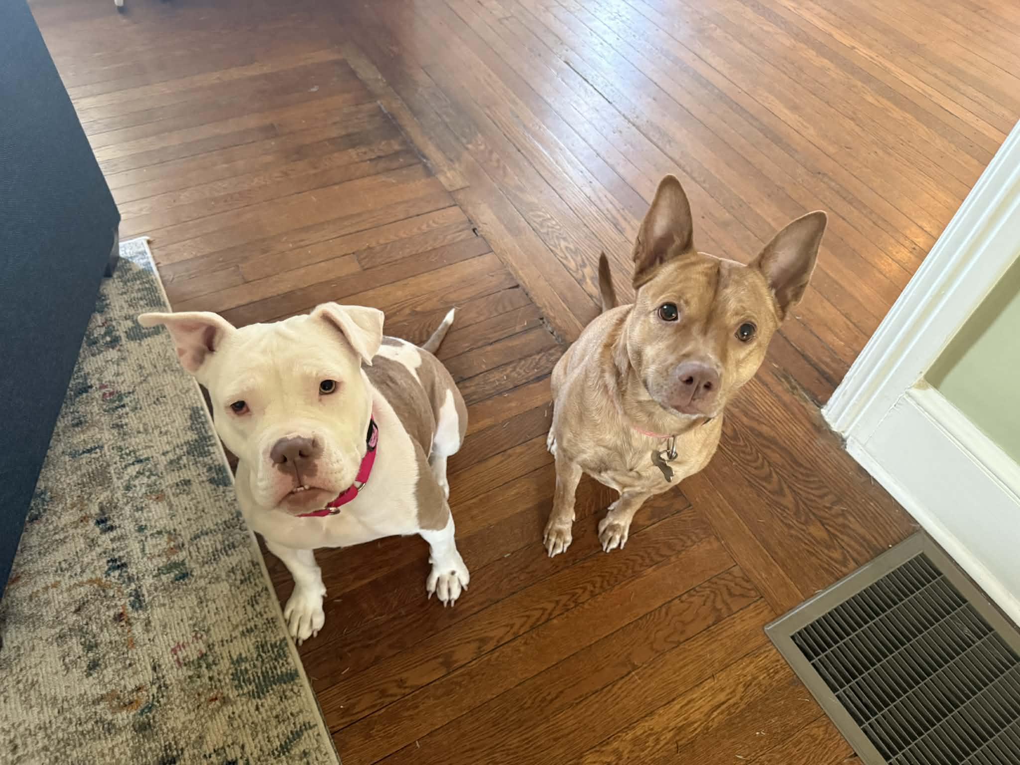 Enlarge Little Pocket Bully Penelope, a other mixed breed in Blue Bell, PA image 1/6