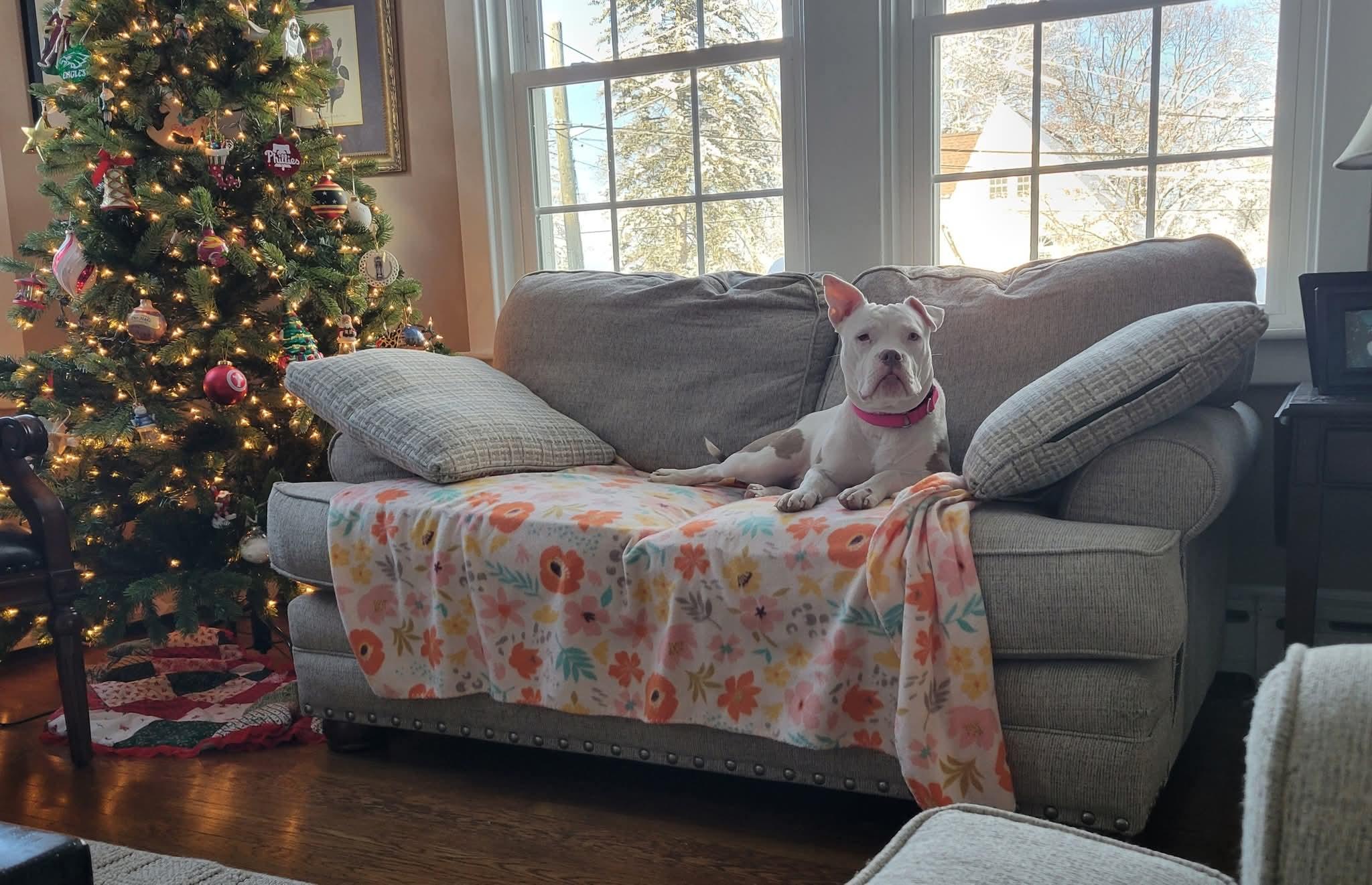 Enlarge Little Pocket Bully Penelope, a other mixed breed in Blue Bell, PA image 4/6