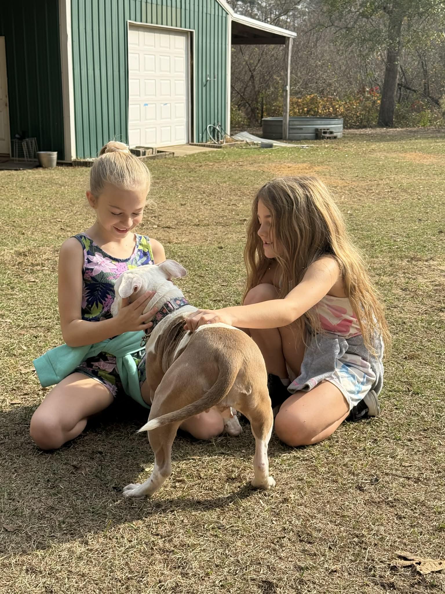 Enlarge Little Pocket Bully Penelope, a other mixed breed in Blue Bell, PA image 5/6