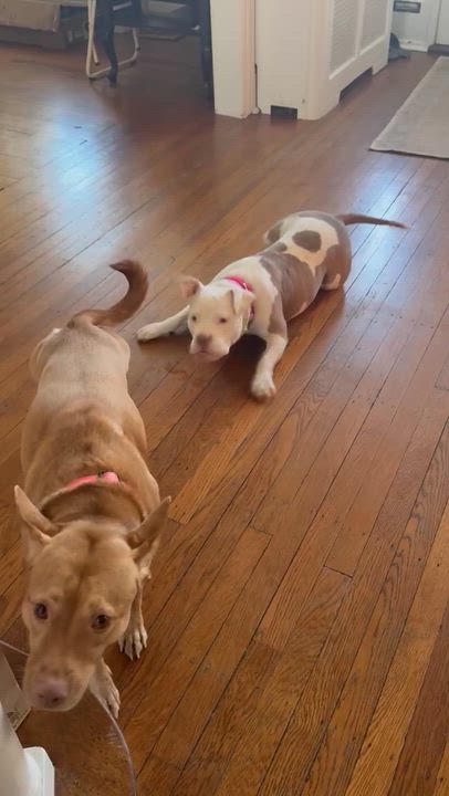 Enlarge Little Pocket Bully Penelope, a other mixed breed in Blue Bell, PA video 6/6
