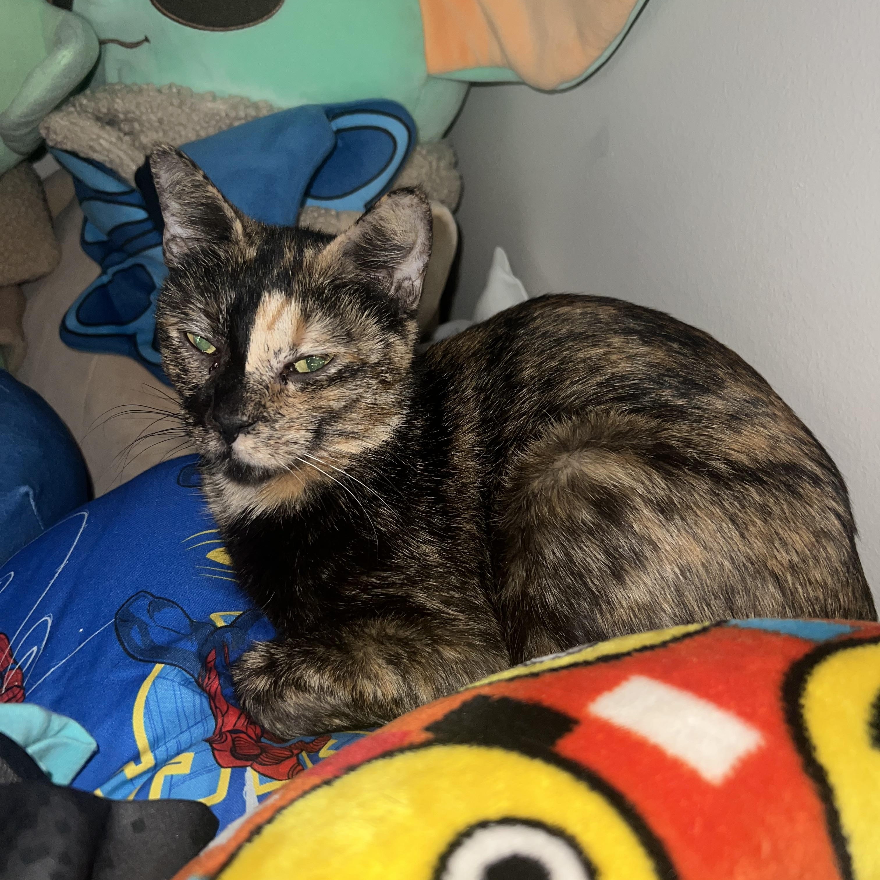 Tootsie roll, ADOPTABLE, Young Female Domestic Short Hair.