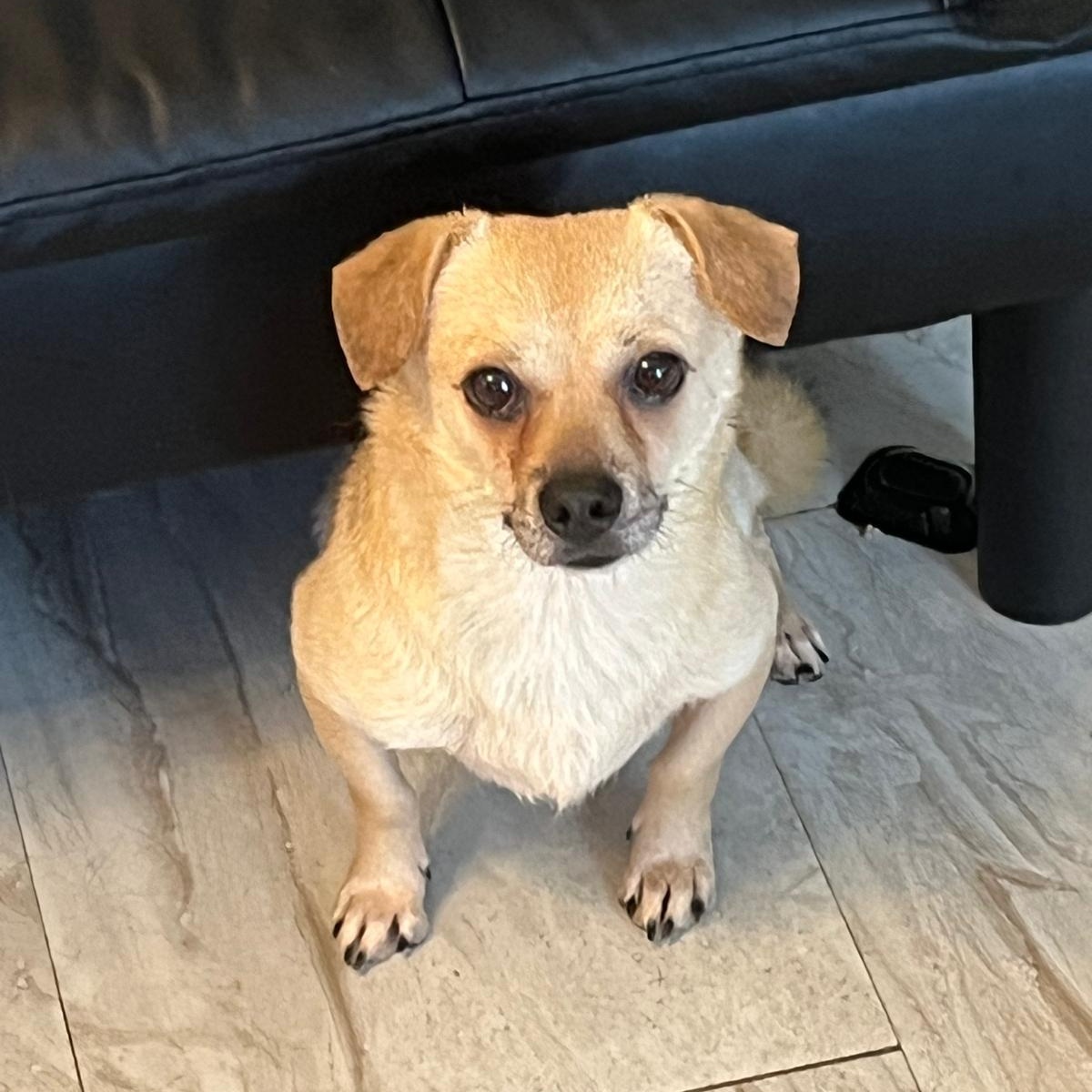 Henry, a Adoptable mixed breed in Astoria , NY image 2/3