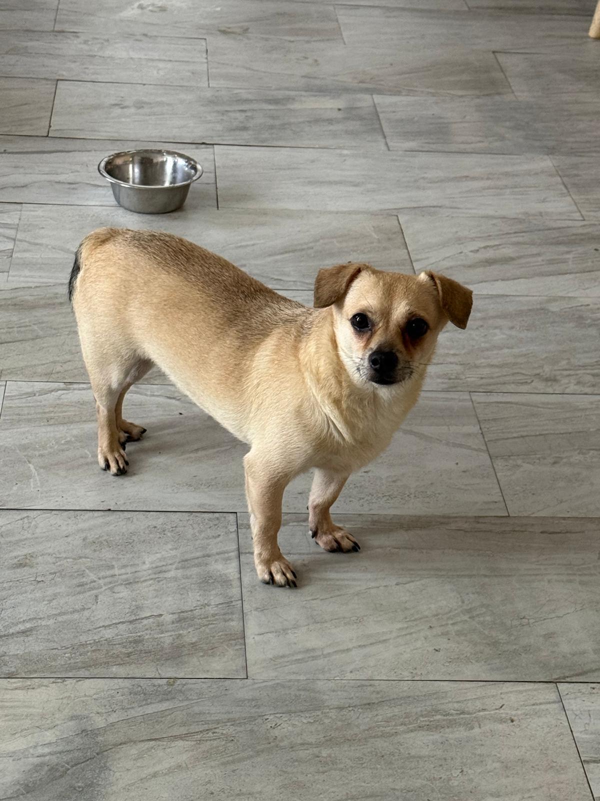 Henry, Adoptable, Adult Male Chihuahua.