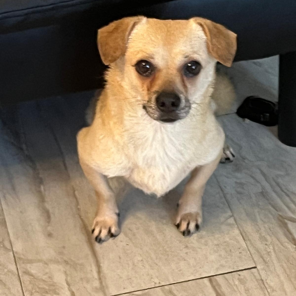 Henry, Adoptable, Adult Male Chihuahua.