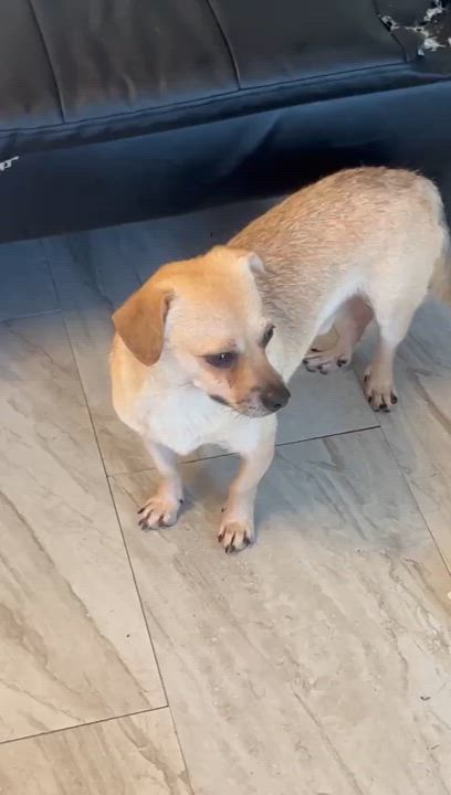 Enlarge Henry, a Adoptable mixed breed in Astoria , NY video 3/3