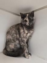 Enlarge Delilah, a ADOPTABLE Domestic Short Hair in Woodstock, IL image 2/3