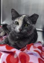 Delilah, ADOPTABLE, Young Female Domestic Short Hair.