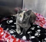 Enlarge Delilah, a ADOPTABLE Domestic Short Hair in Woodstock, IL image 3/3