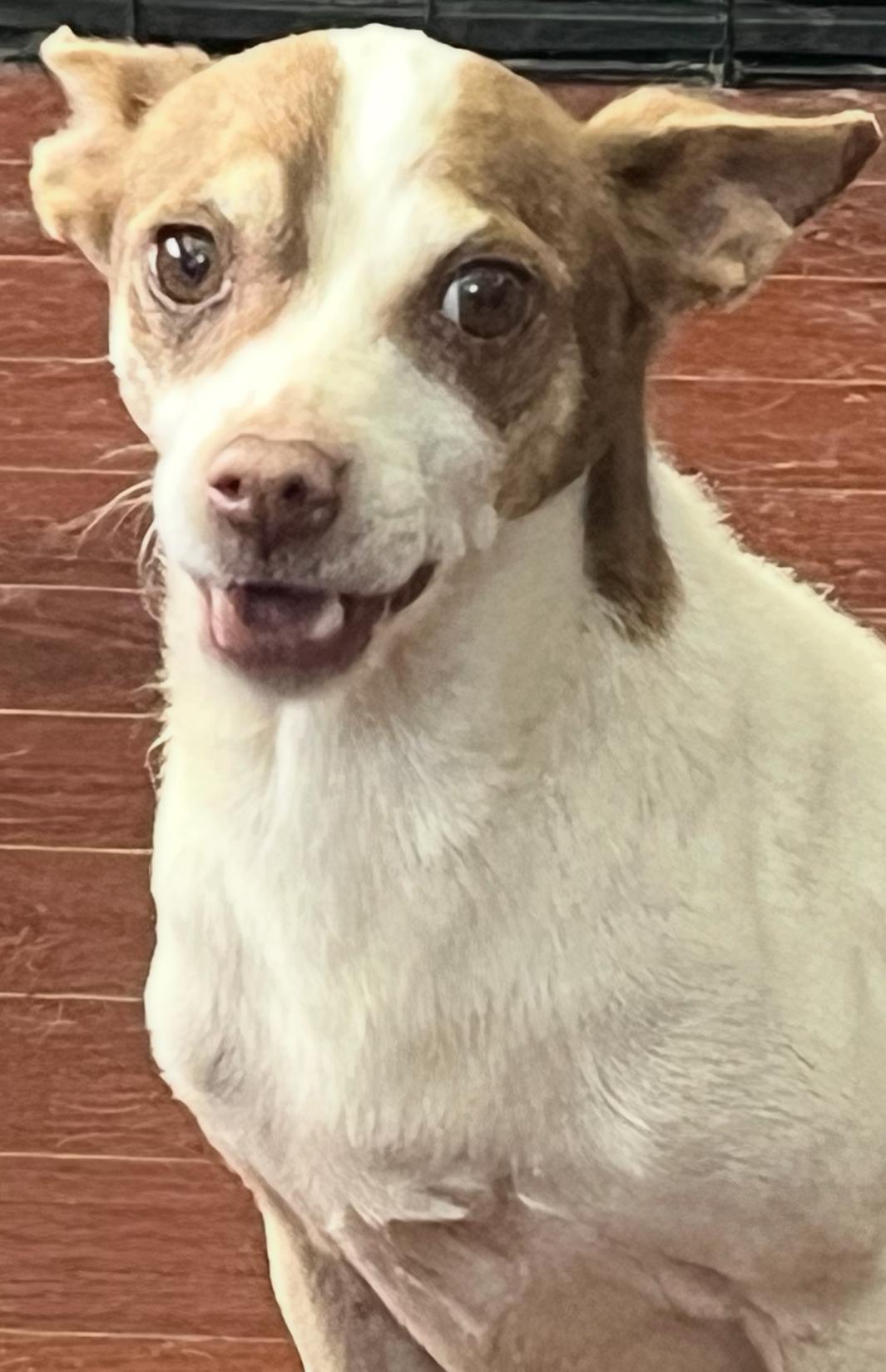 Falcon, Adoptable, Adult Male Chihuahua.