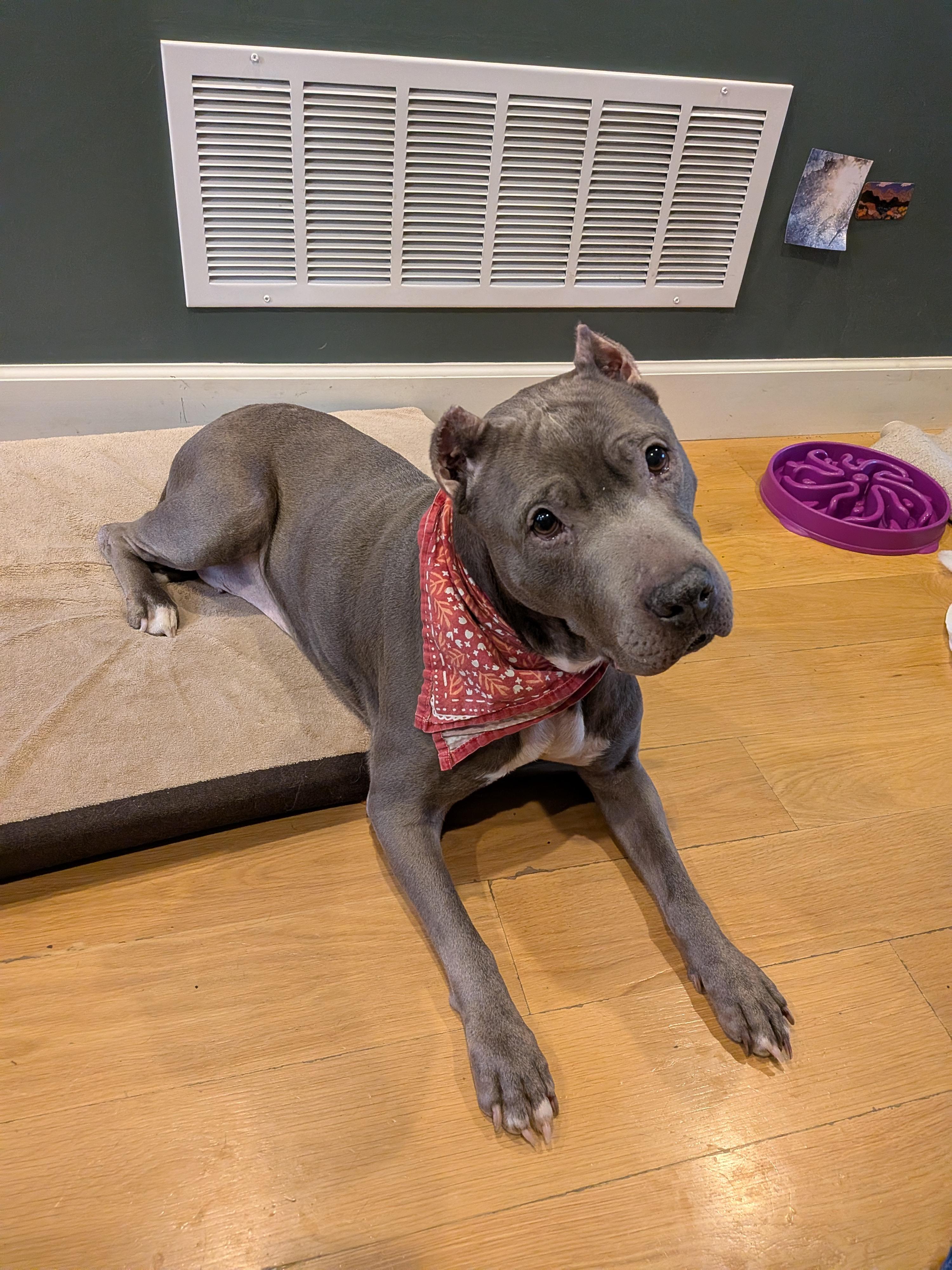 Enlarge GOUDA, a ADOPTABLE mixed breed in Philadelphia, PA image 2/6