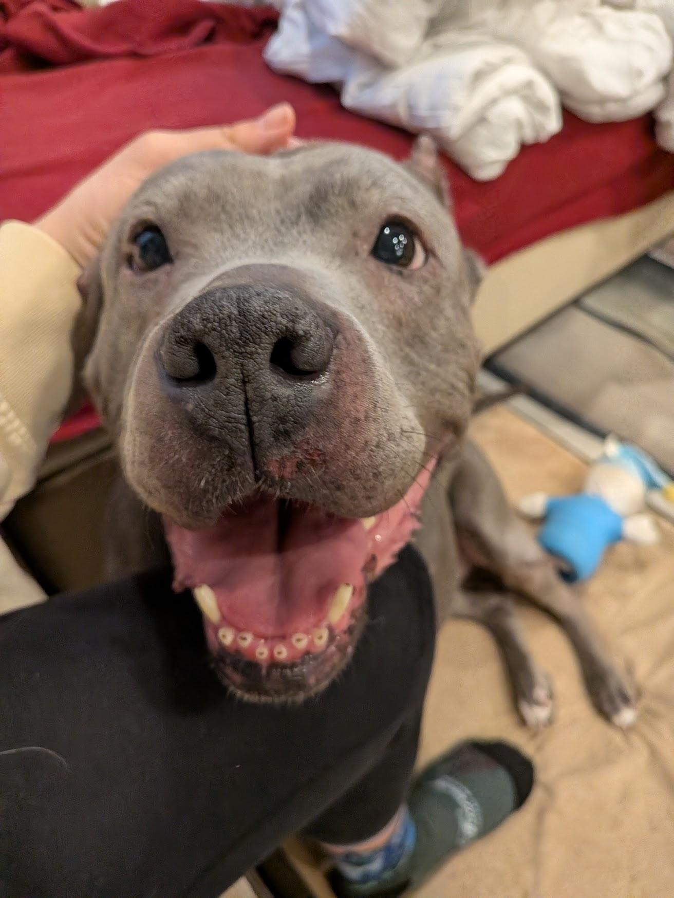 Enlarge GOUDA, a ADOPTABLE mixed breed in Philadelphia, PA image 5/6