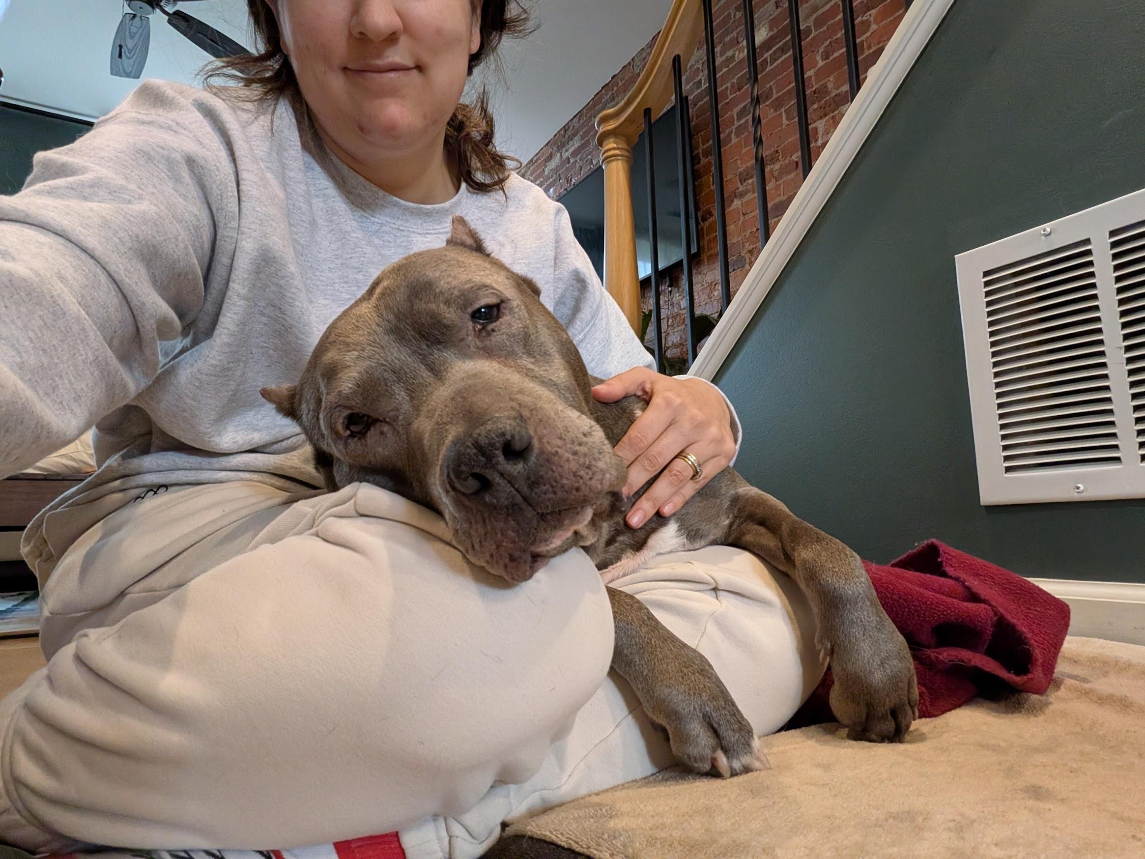 Enlarge GOUDA, a ADOPTABLE mixed breed in Philadelphia, PA image 4/6