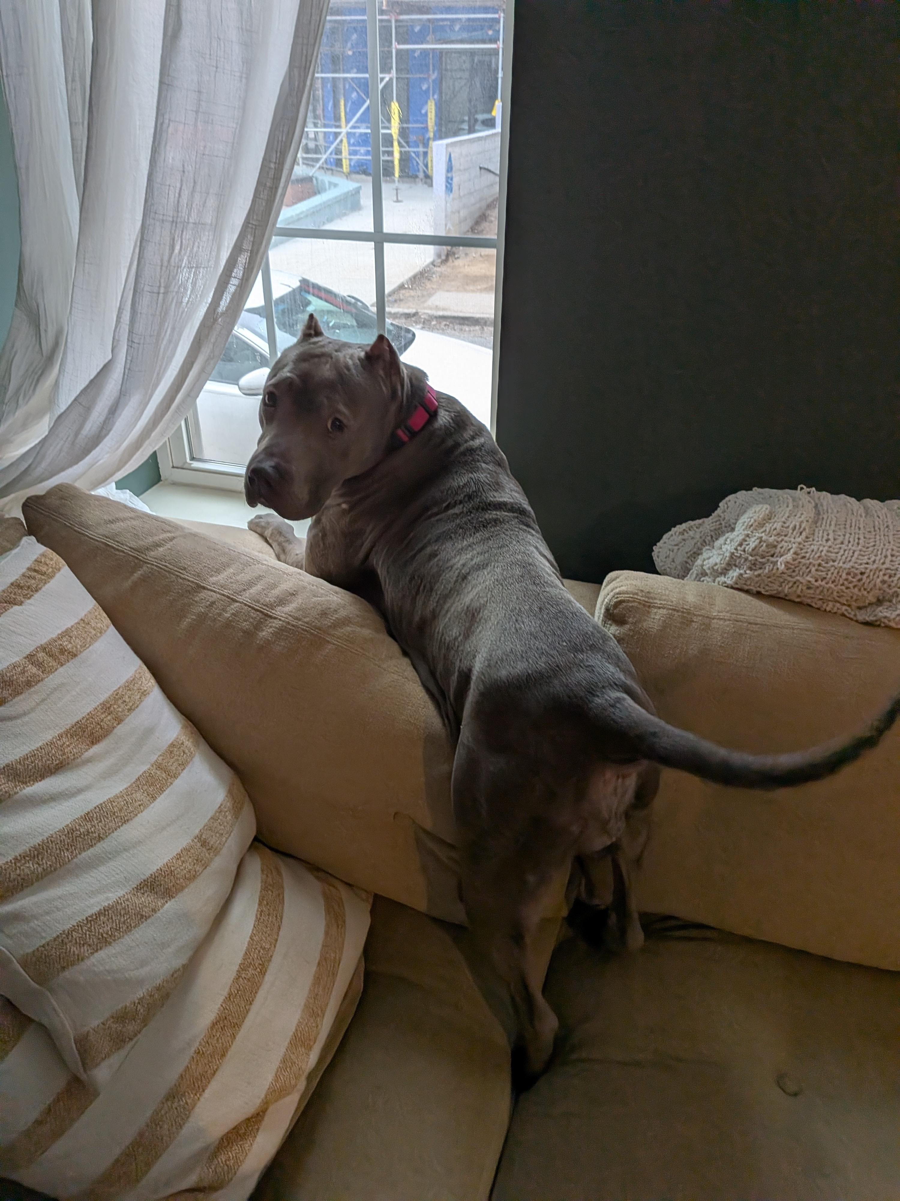 Enlarge GOUDA, a ADOPTABLE mixed breed in Philadelphia, PA image 3/6