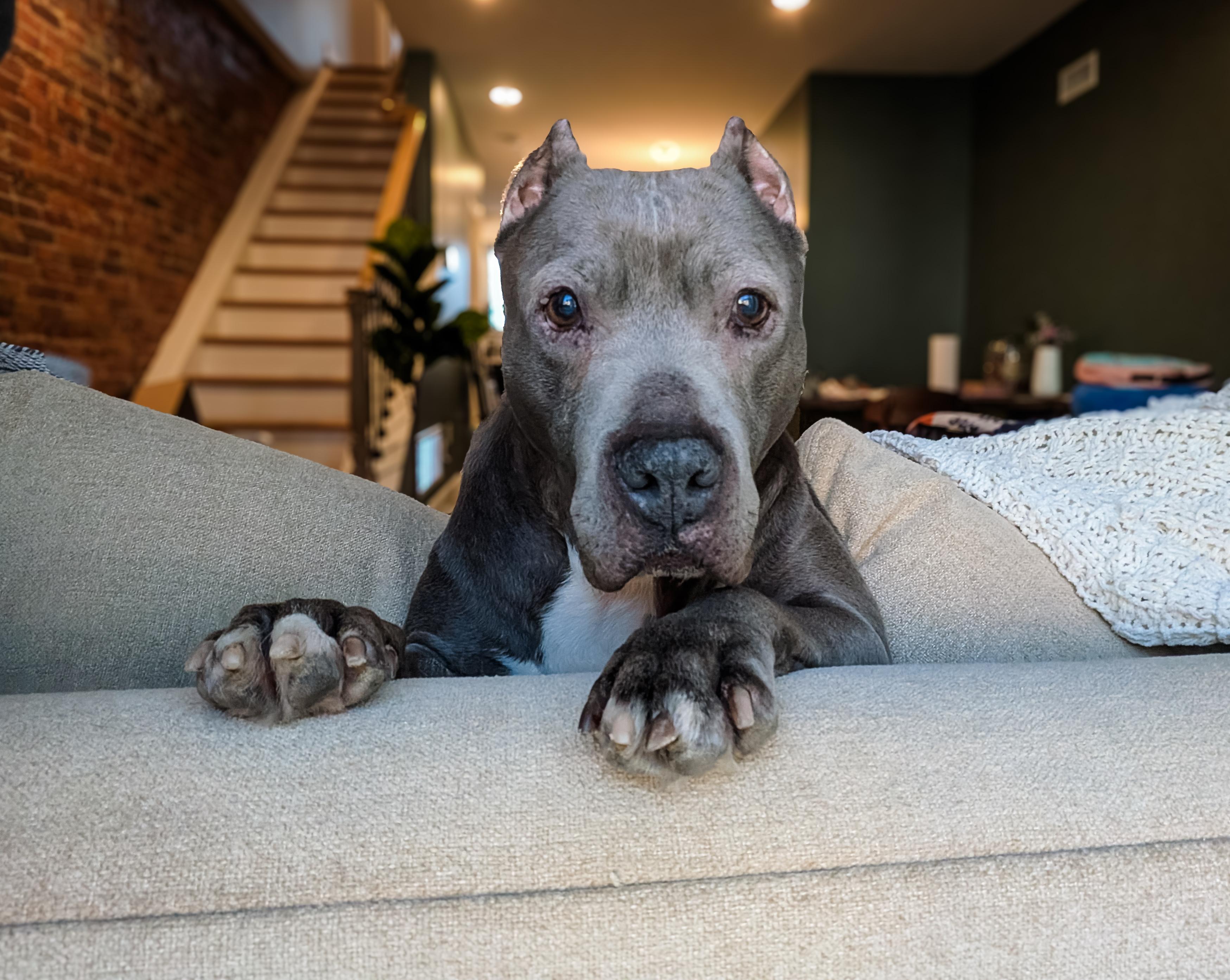 Enlarge GOUDA, a ADOPTABLE mixed breed in Philadelphia, PA image 1/6