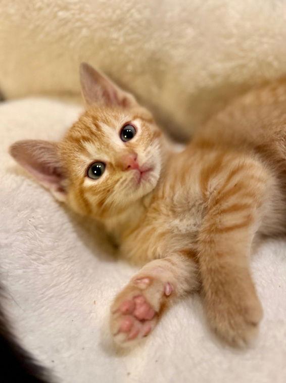 Enlarge Mistletoe25, a Adoptable Domestic Short Hair in Nashville, TN image 1/3