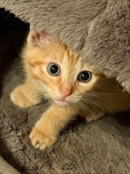 Enlarge Mistletoe25, a Adoptable Domestic Short Hair in Nashville, TN image 2/3