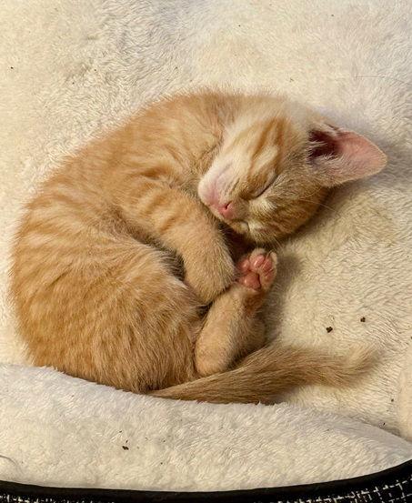 Enlarge Mistletoe25, a Adoptable Domestic Short Hair in Nashville, TN image 3/3