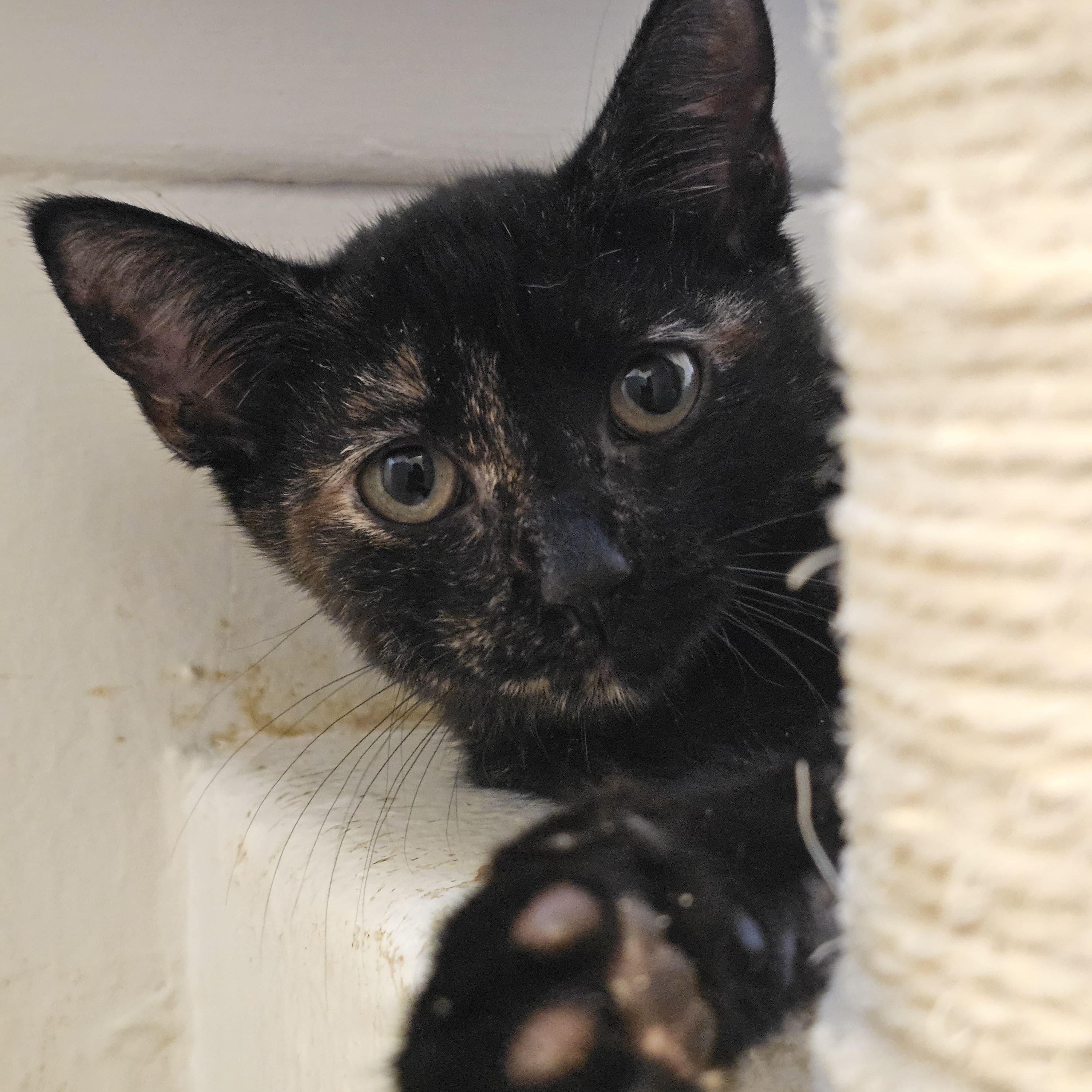 Lola, Adoptable, Kitten Female Domestic Short Hair.