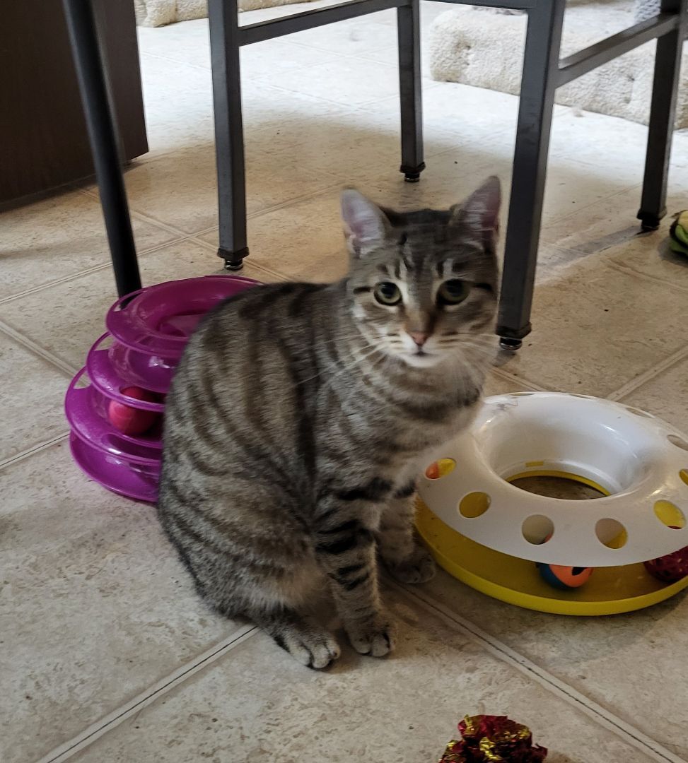 Enlarge Charlotte, a Adoptable Domestic Short Hair in Lodi, CA image 1/2