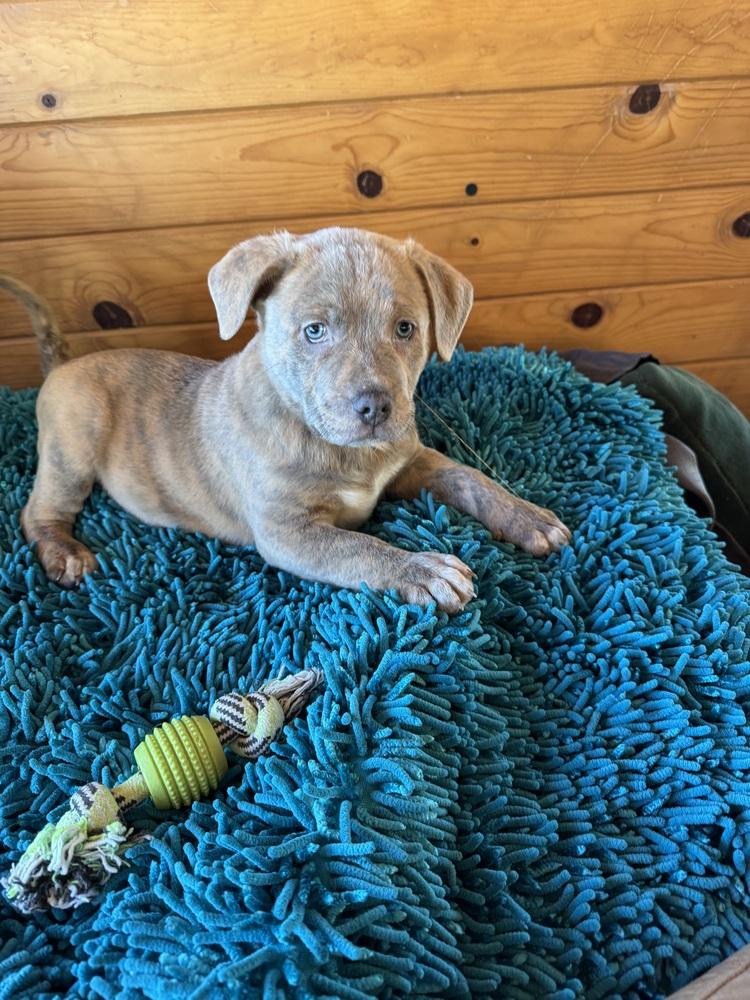 Chandler, a Adoptable mixed breed in Colorado Springs, CO image 1/4