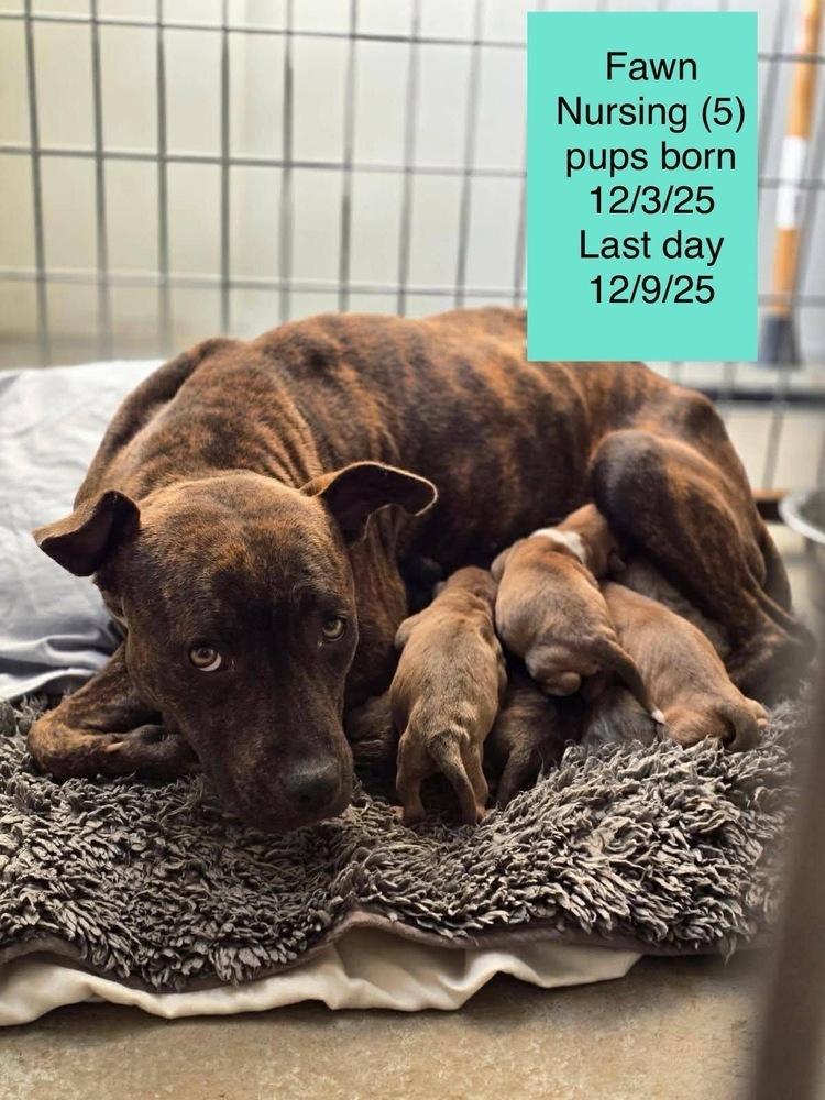 Chandler, a Adoptable mixed breed in Colorado Springs, CO image 2/4