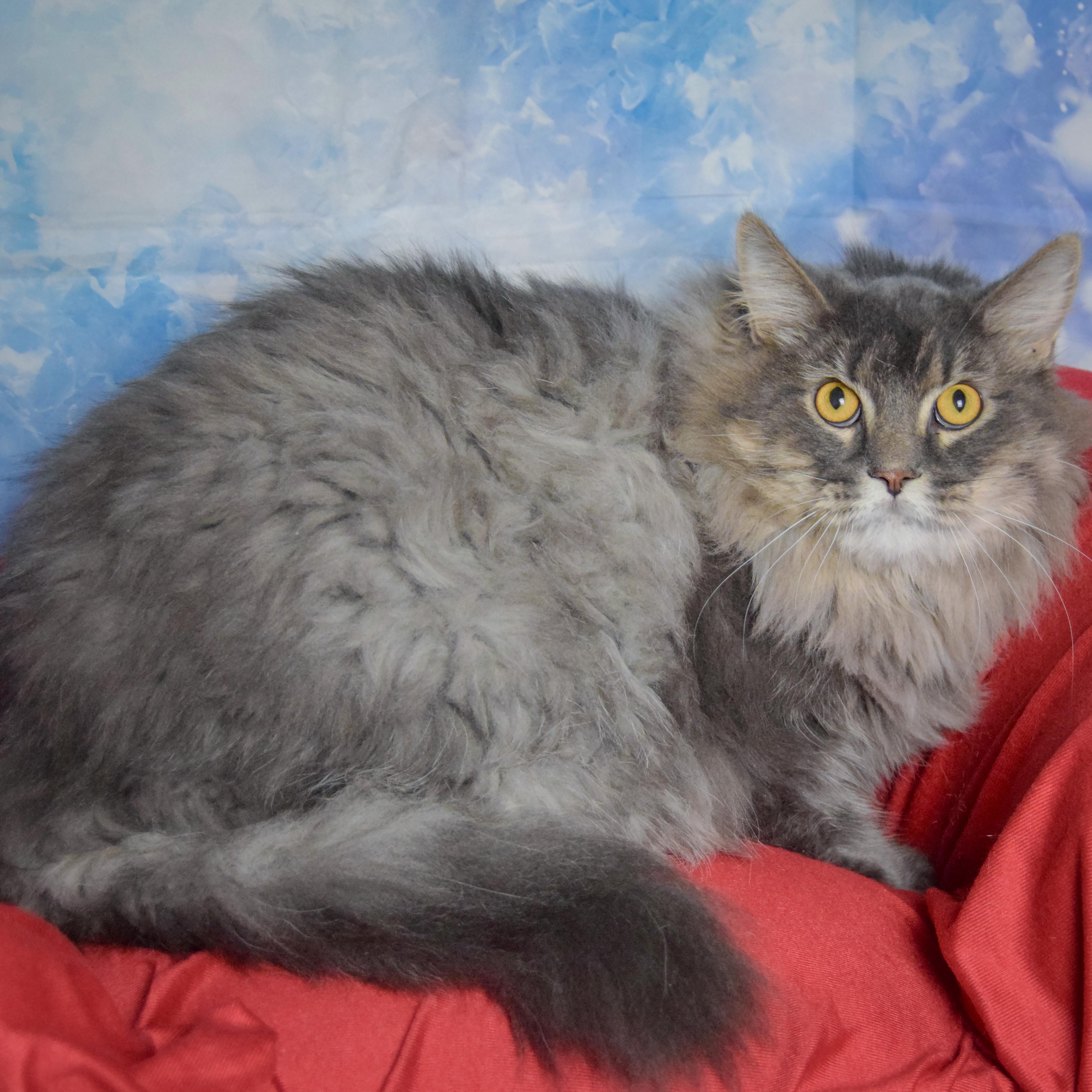 Enlarge Church, a Adopted mixed breed in Huntley, IL image 2/2