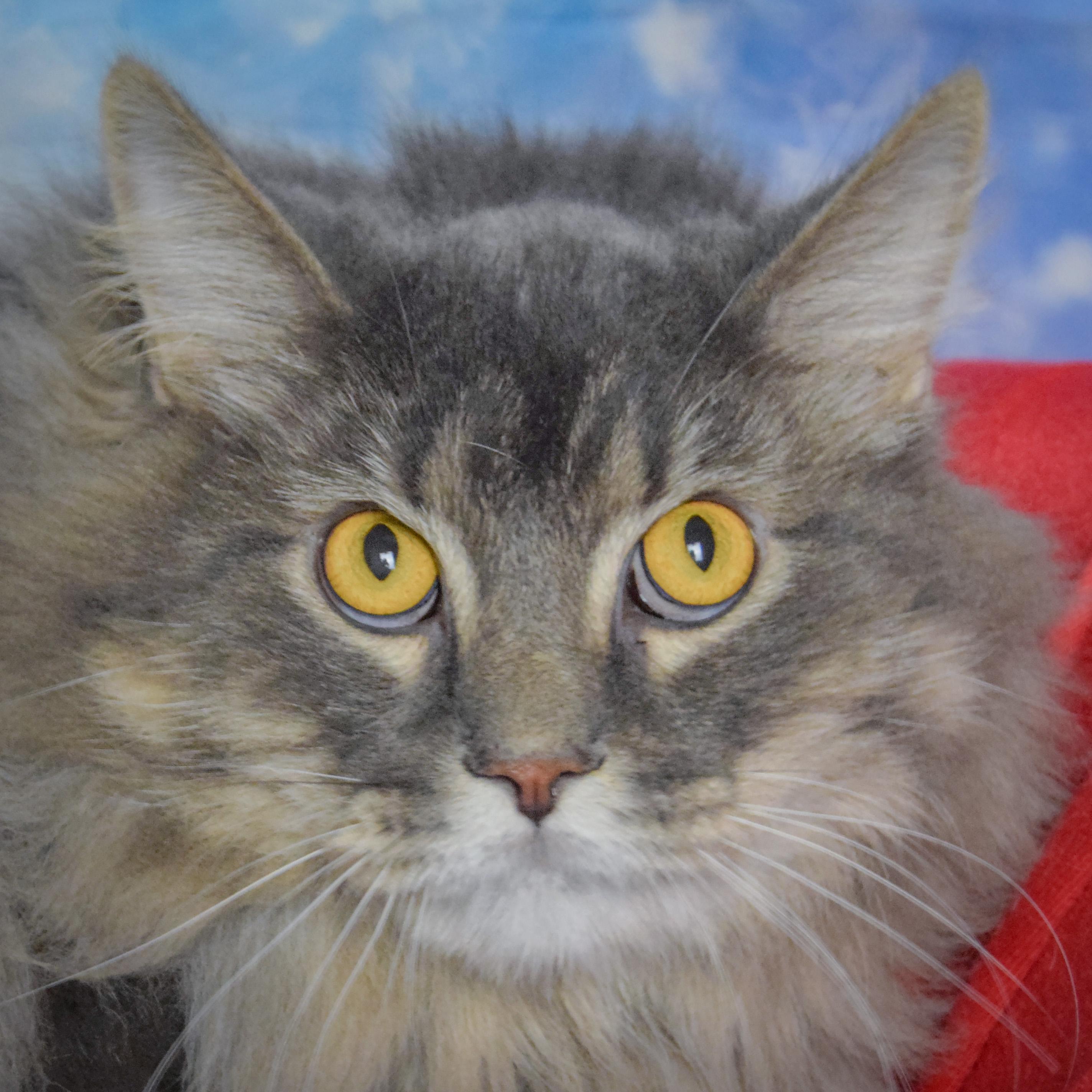 Church, Adopted, Young Male Maine Coon & Domestic Long Hair.