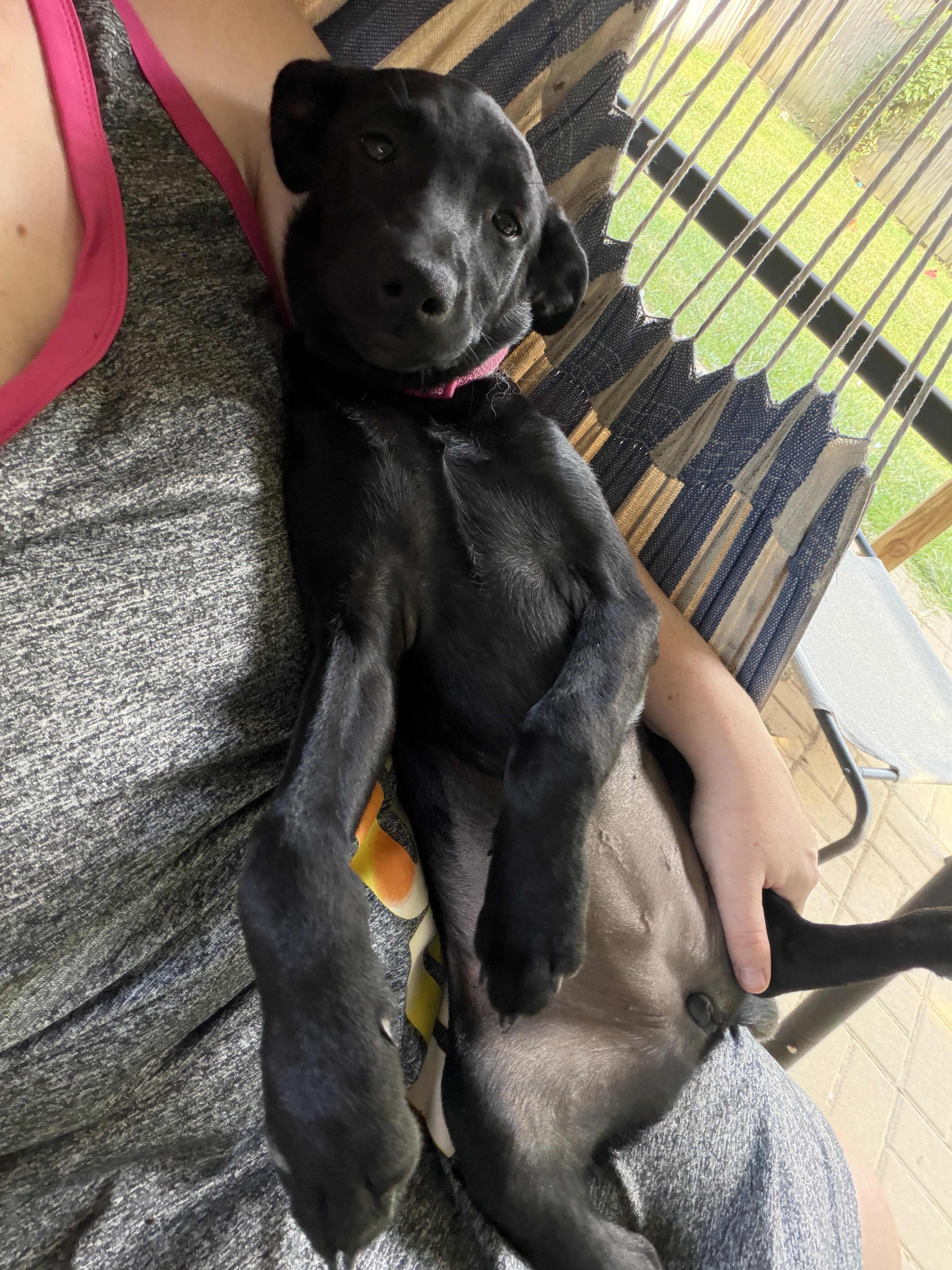 Enlarge Mia, a ADOPTABLE mixed breed in Jeffersonville, IN image 3/6