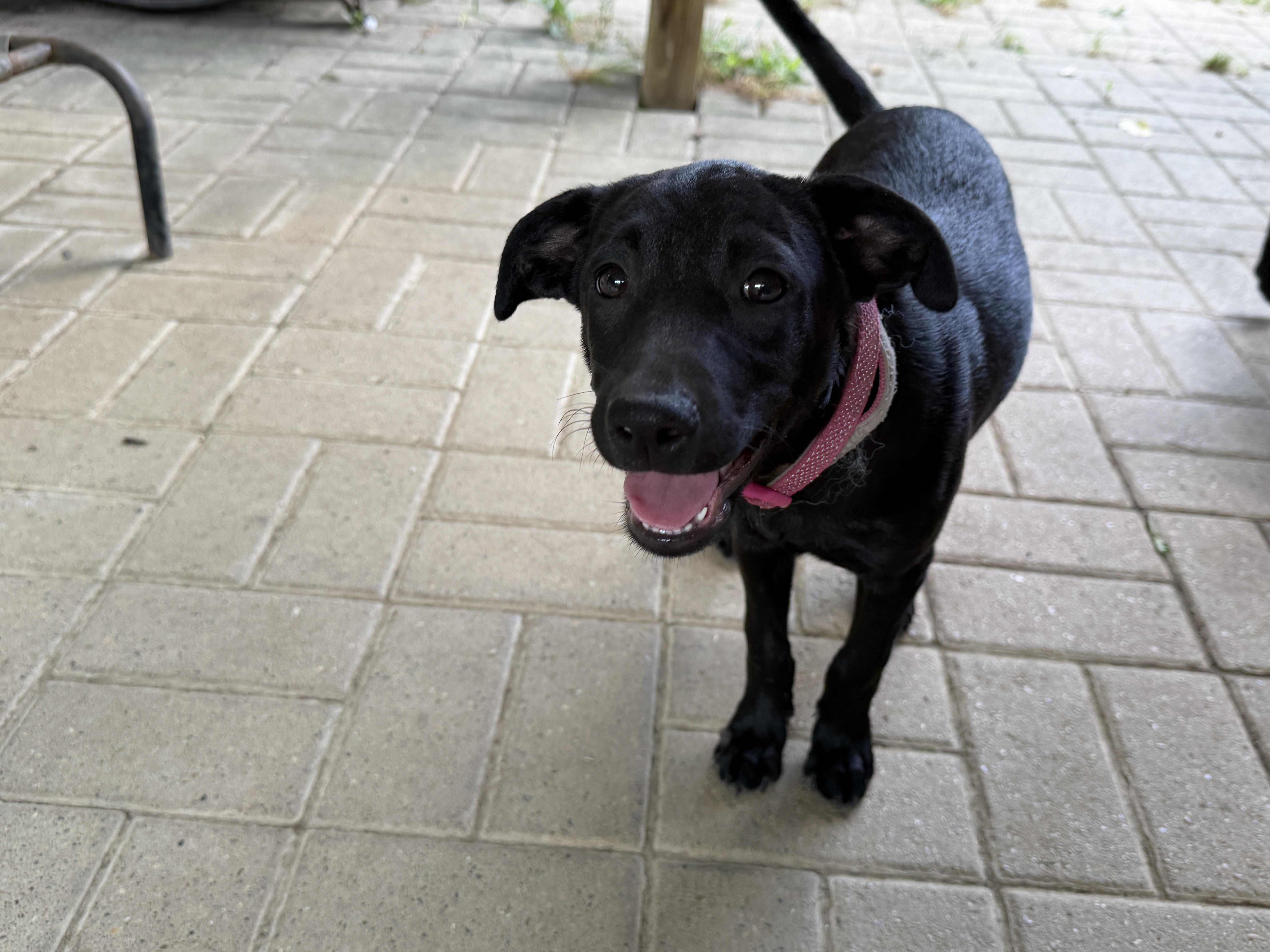 Enlarge Mia, a ADOPTABLE mixed breed in Jeffersonville, IN image 2/6