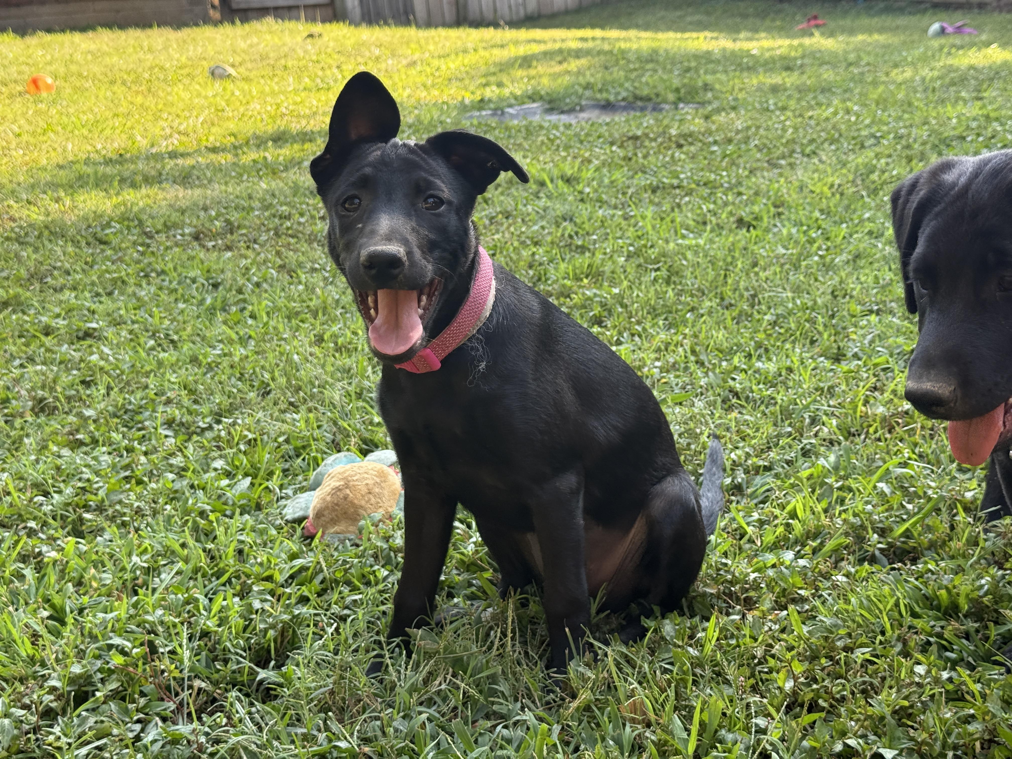 Enlarge Mia, a ADOPTABLE mixed breed in Jeffersonville, IN image 5/6