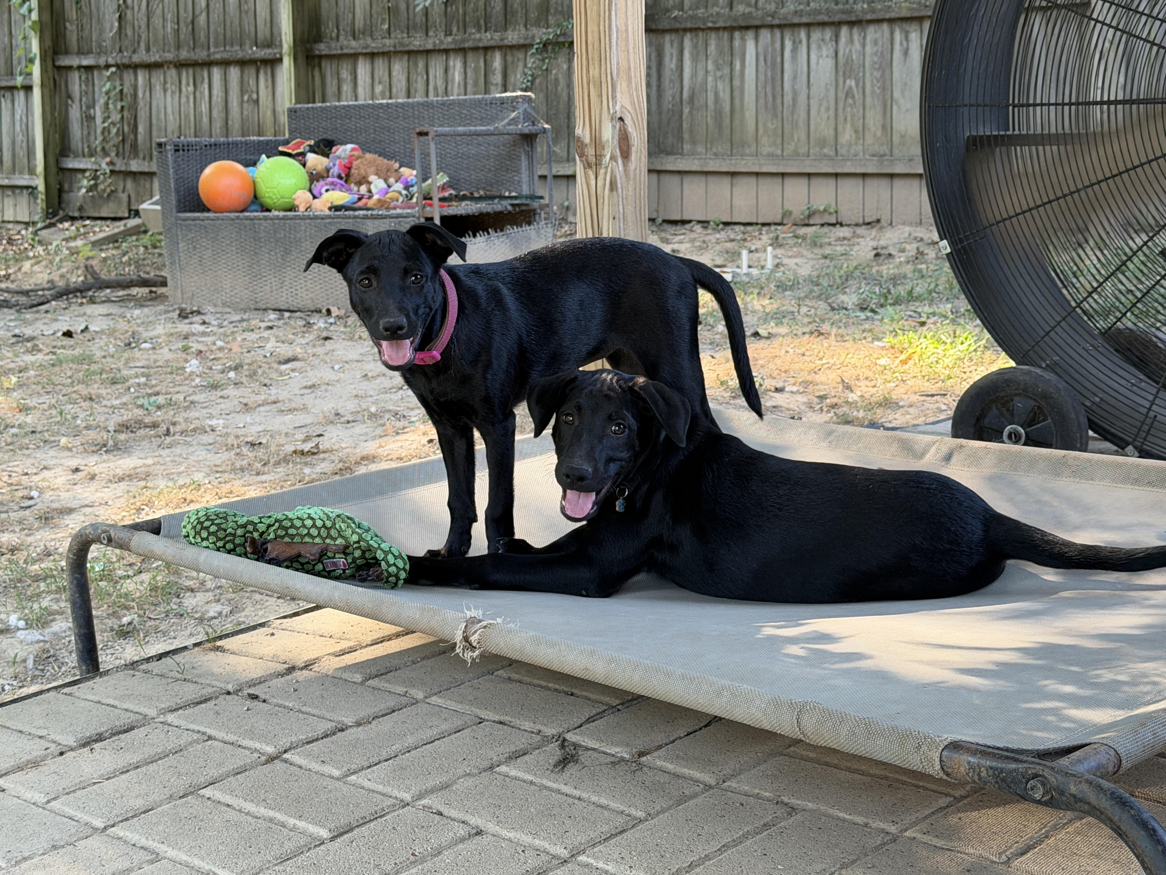 Enlarge Mia, a ADOPTABLE mixed breed in Jeffersonville, IN image 4/6