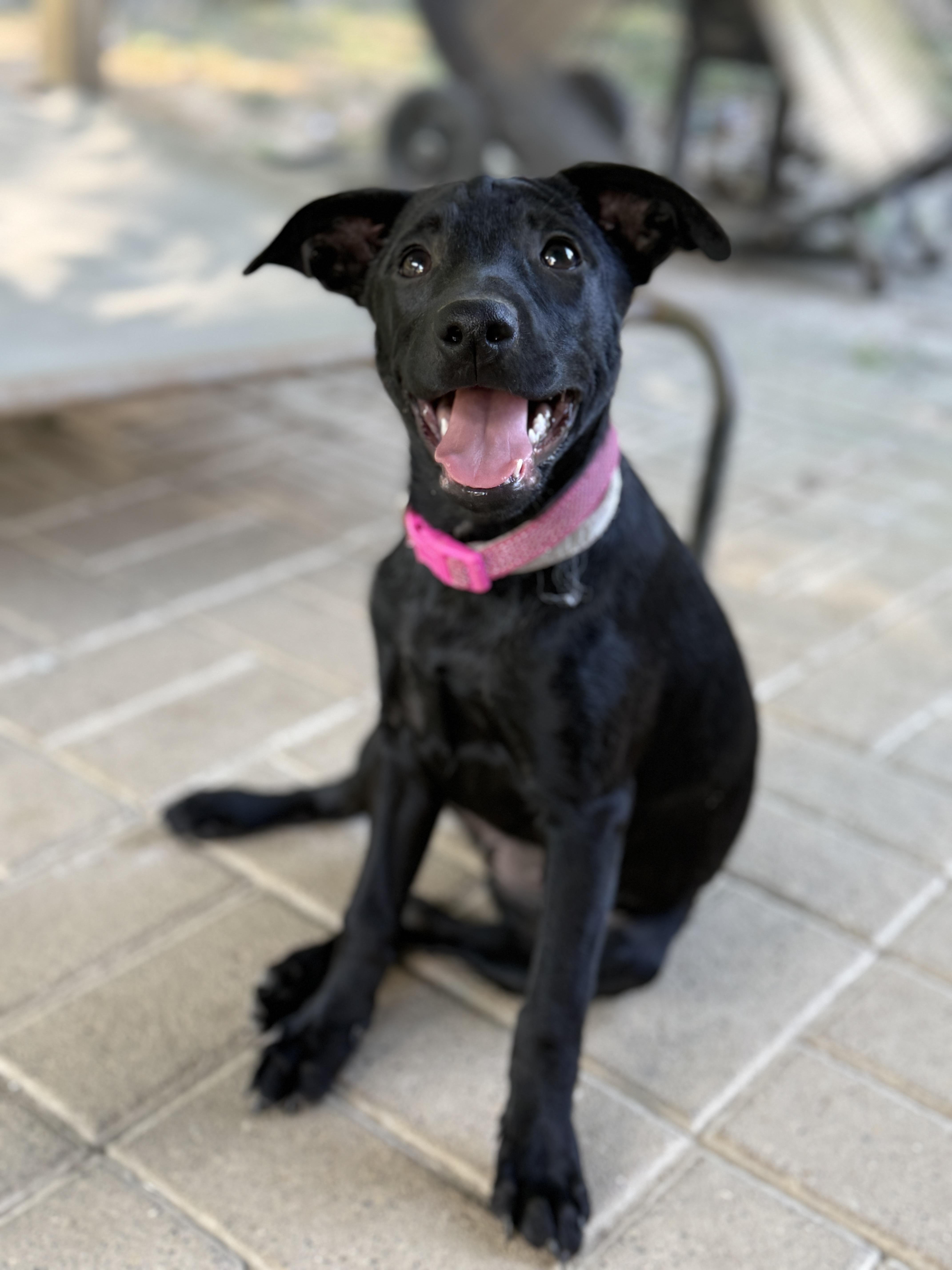 Mia, ADOPTABLE, Puppy Female Labrador Retriever.