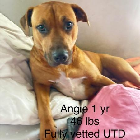 Enlarge Angie, a Adoptable mixed breed in Irvington, AL image 1/5