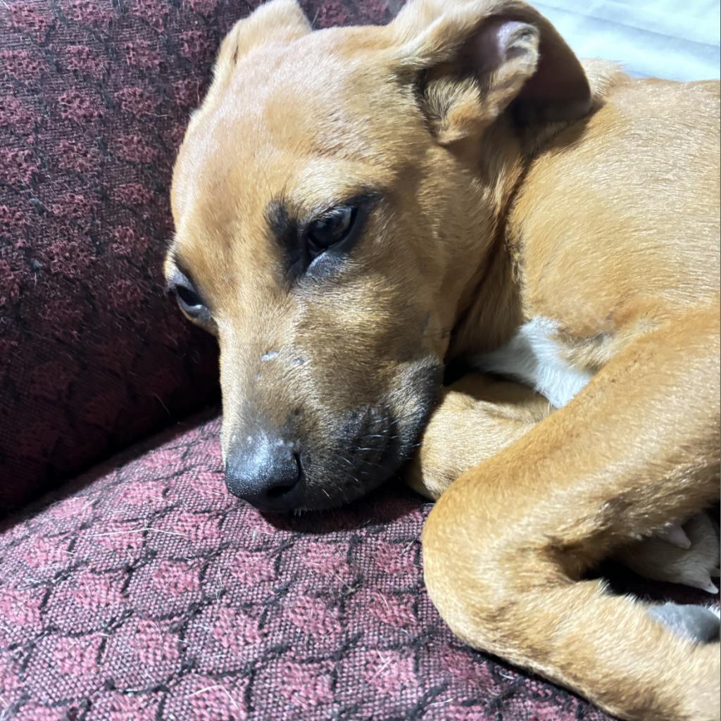 Enlarge Angie, a Adoptable mixed breed in Irvington, AL image 2/5