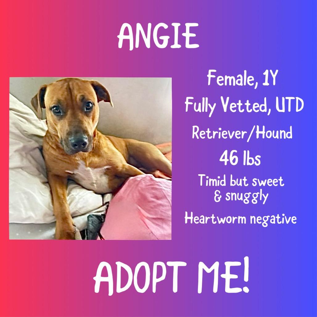 Enlarge Angie, a Adoptable mixed breed in Irvington, AL image 3/5