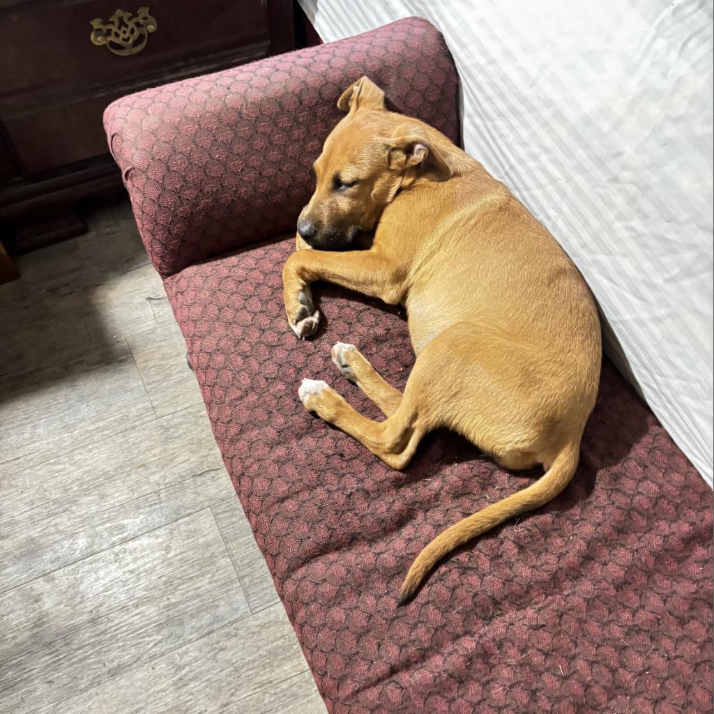 Enlarge Angie, a Adoptable mixed breed in Irvington, AL image 4/5