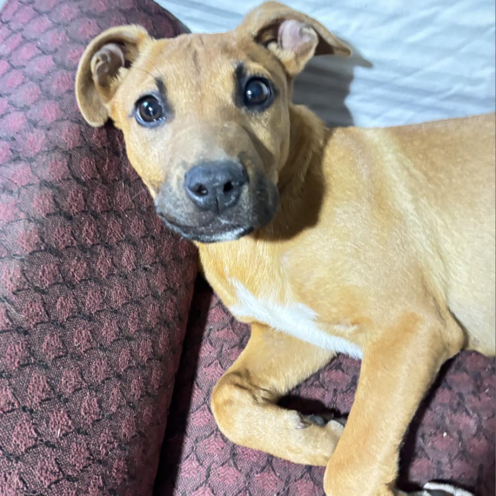 Enlarge Angie, a Adoptable mixed breed in Irvington, AL image 5/5