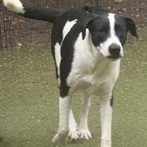 Enlarge charlotte, a Adoptable mixed breed in new haven, CT image 1/6